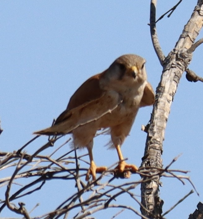 Nankeen Kestrel - ML623790696