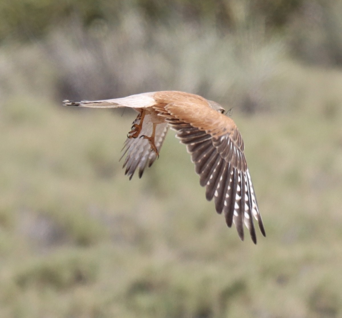 Nankeen Kestrel - ML623790697