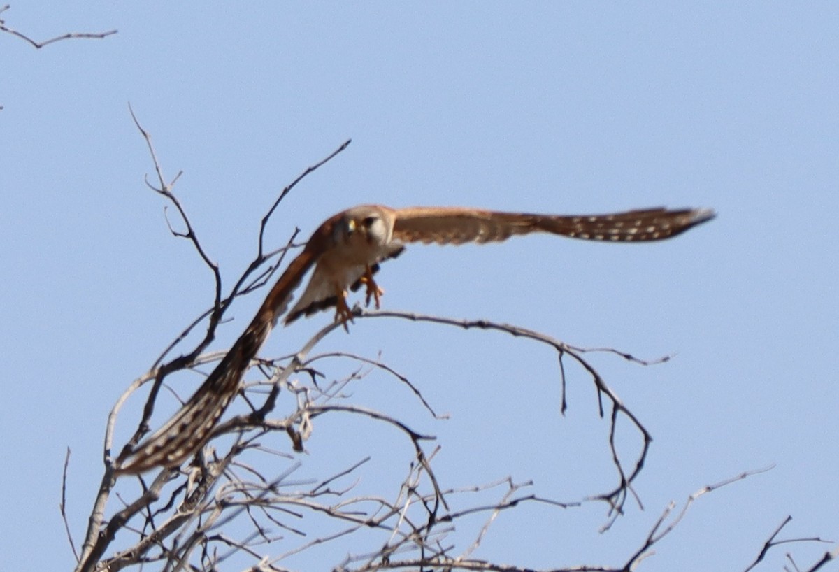 Nankeen Kestrel - ML623790698