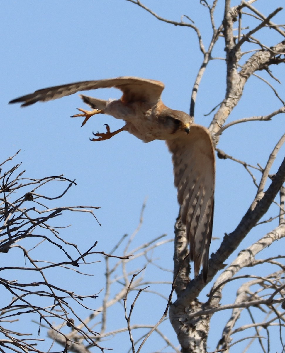 Nankeen Kestrel - ML623790699