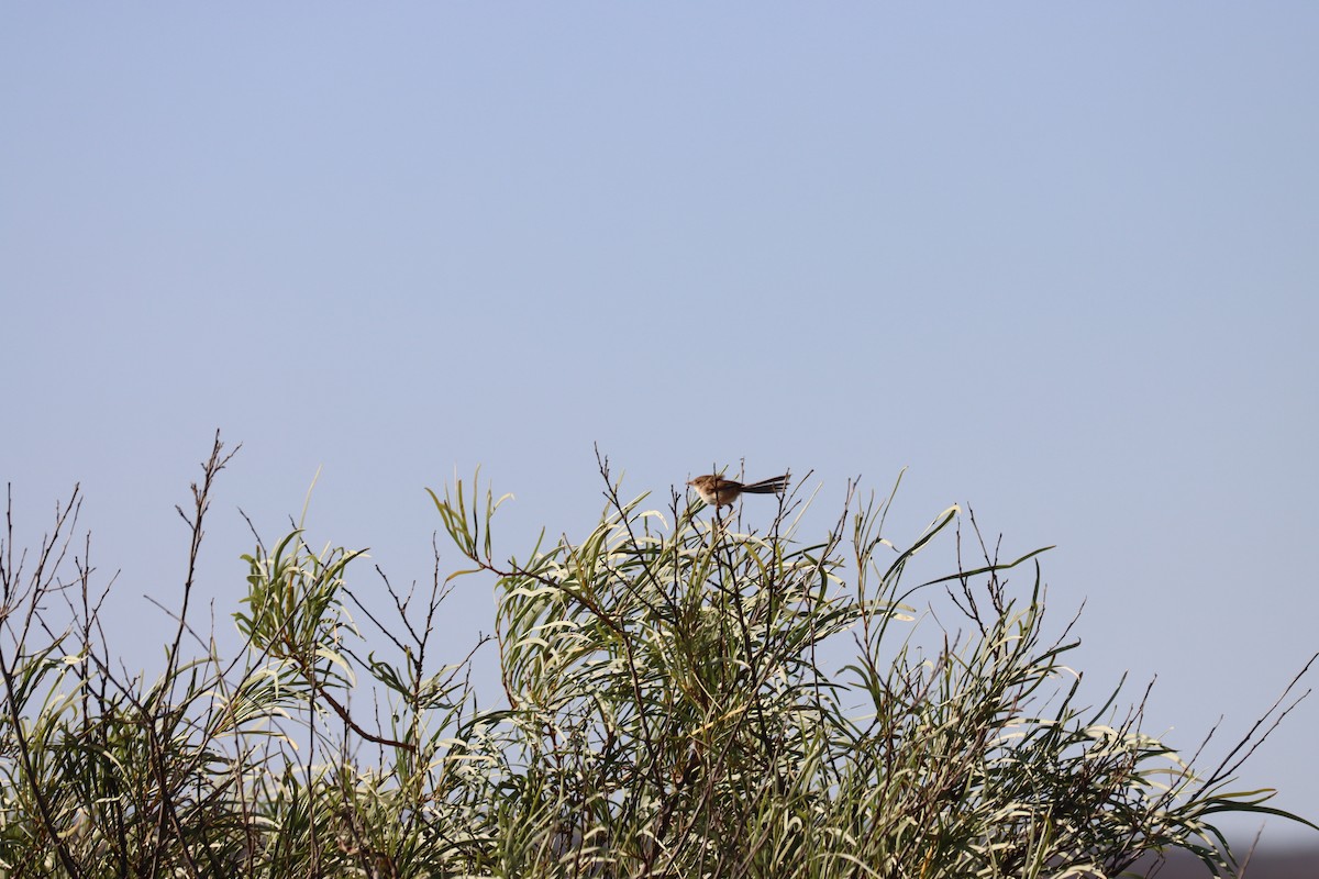 Mangrove Fantail - ML623790714