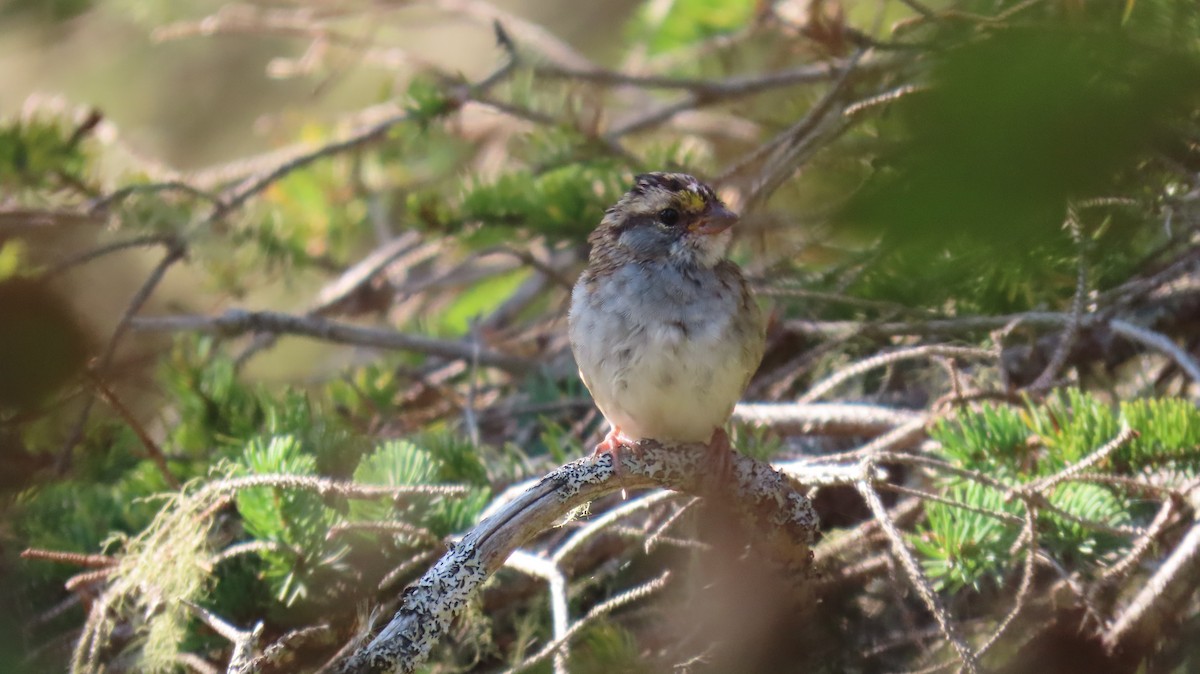 White-throated Sparrow - ML623790725