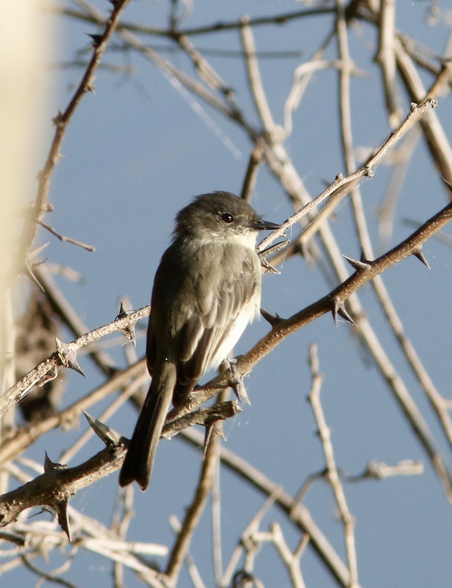 Eastern Phoebe - ML623790744