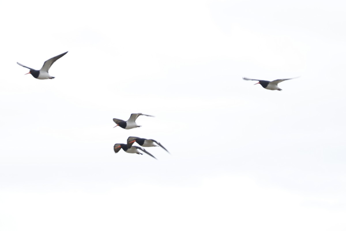 South Island Oystercatcher - ML623790826