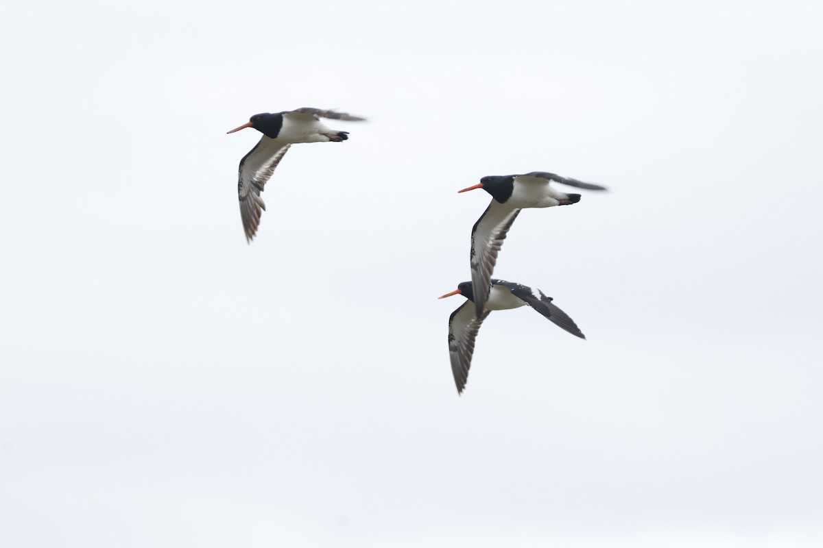 South Island Oystercatcher - ML623790828