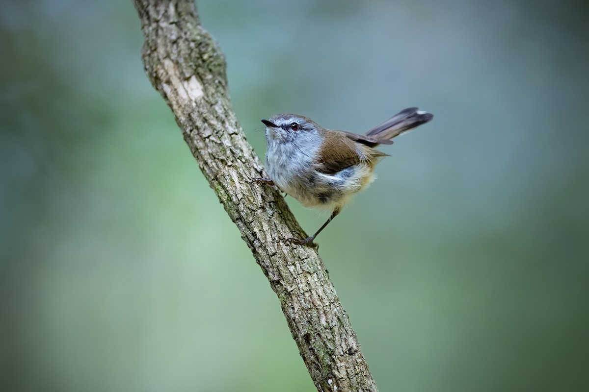 Brown Gerygone - ML623790848