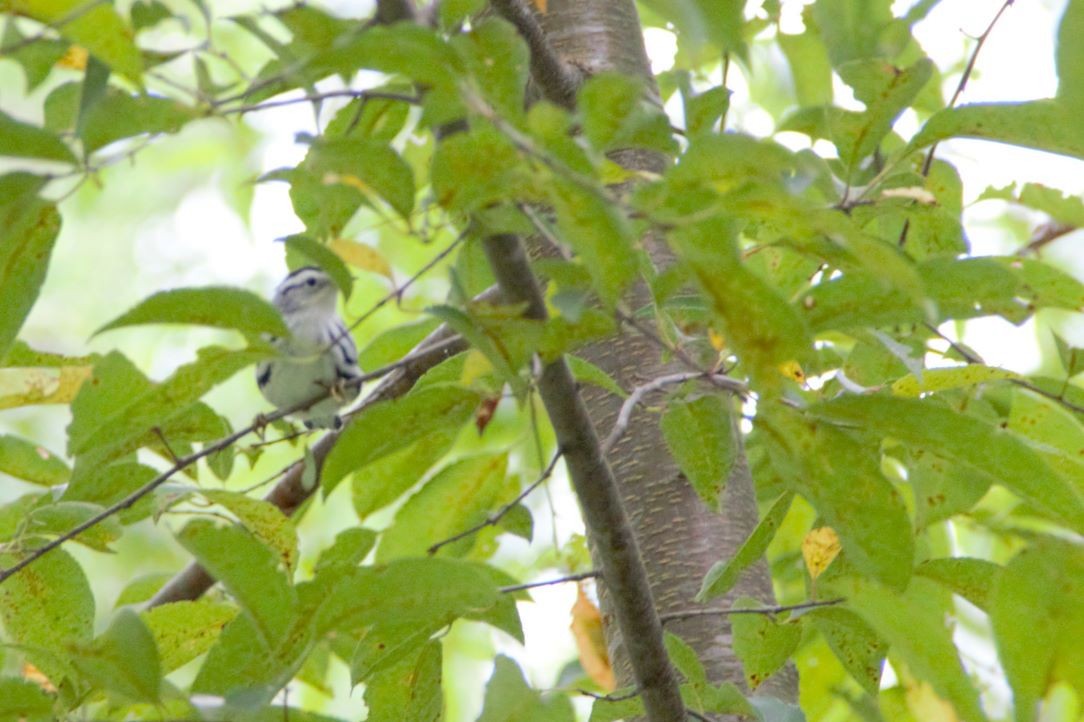 Black-and-white Warbler - Toni Weir