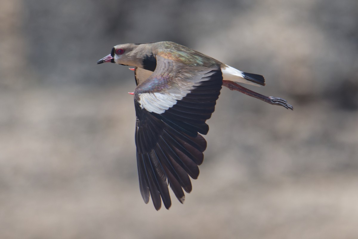 Southern Lapwing - ML623790888