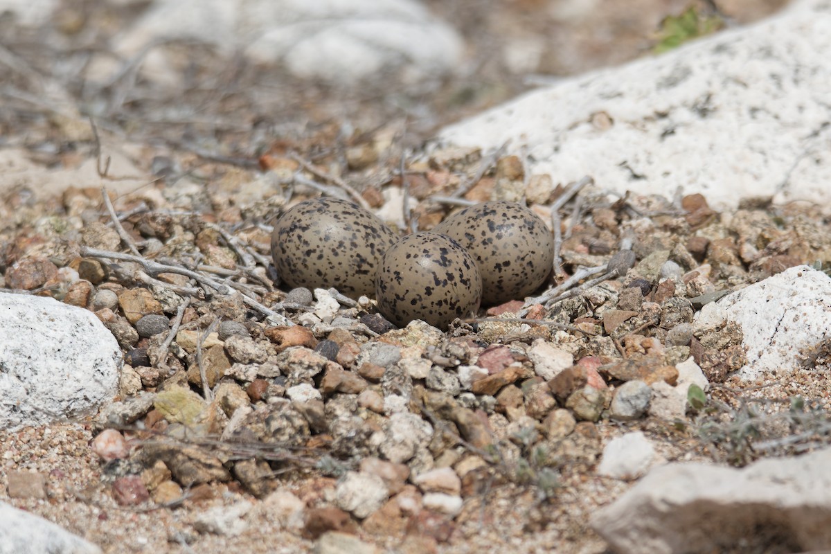 Southern Lapwing - ML623790889