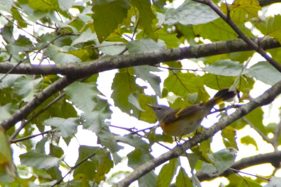 American Redstart - Toni Weir