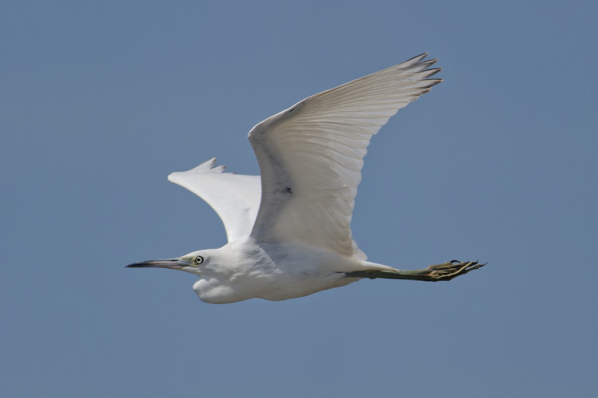 Little Blue Heron - ML623790899