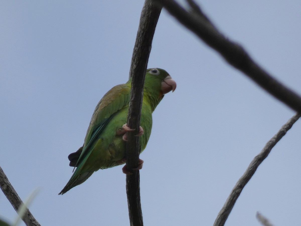 Orange-chinned Parakeet - Tony King