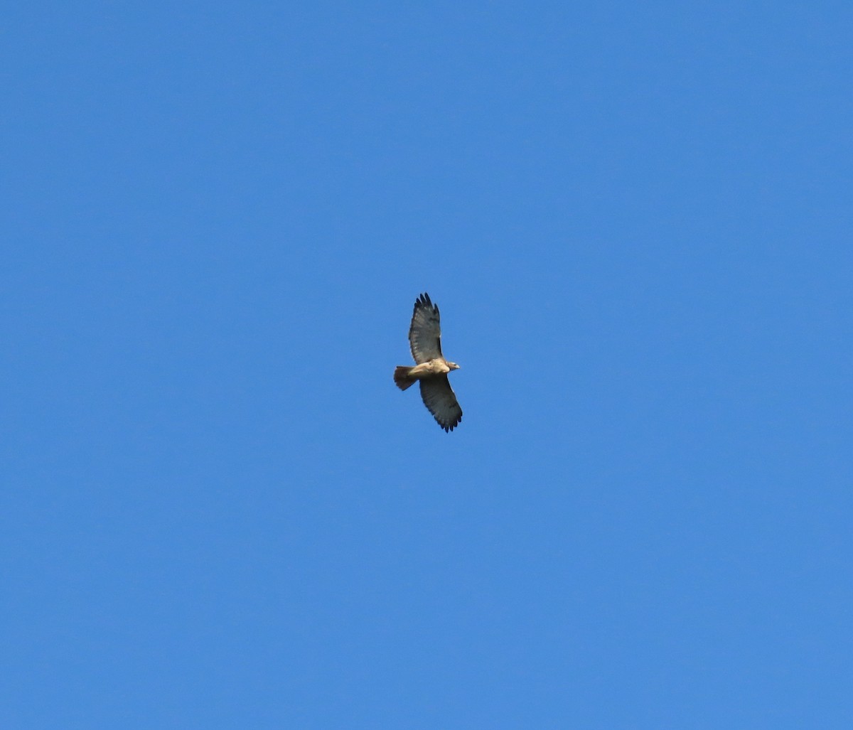 Red-tailed Hawk - ML623790906