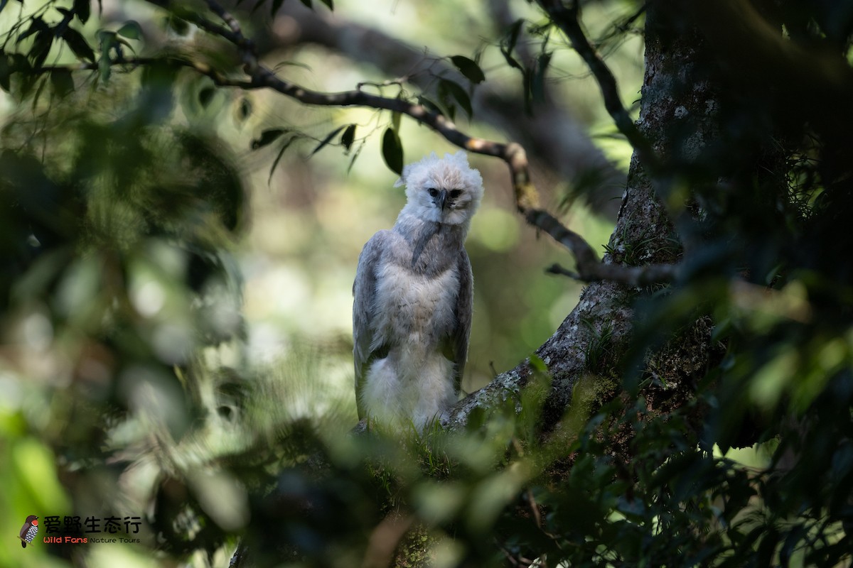 Harpy Eagle - ML623790911