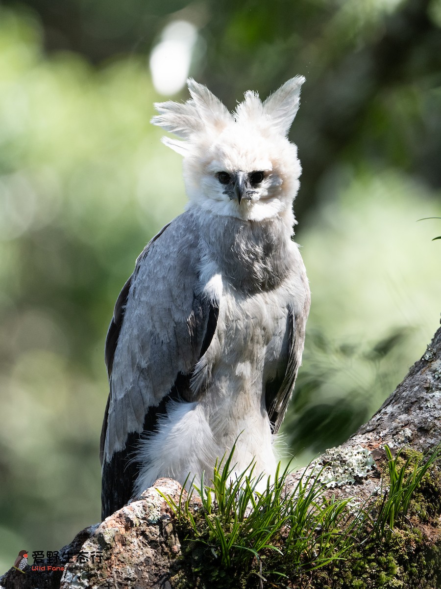 Harpy Eagle - ML623790912