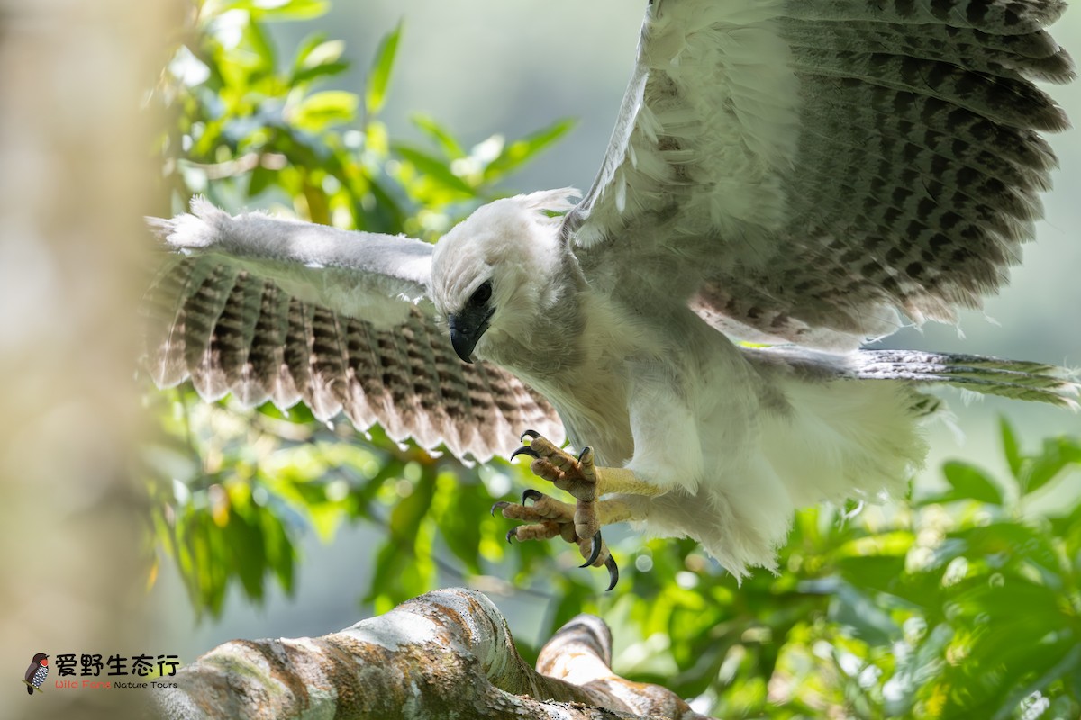 Harpy Eagle - ML623790914