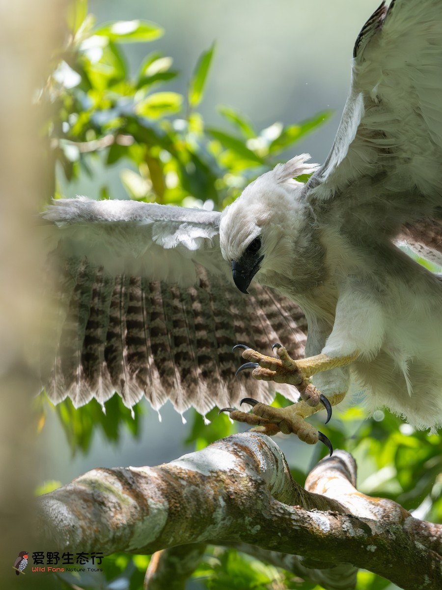 Harpy Eagle - ML623790915