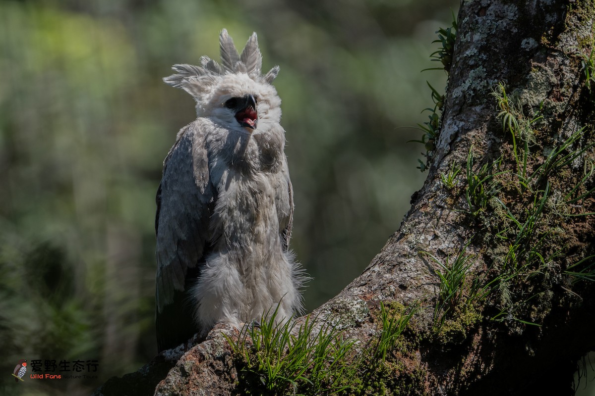 Harpy Eagle - ML623790917