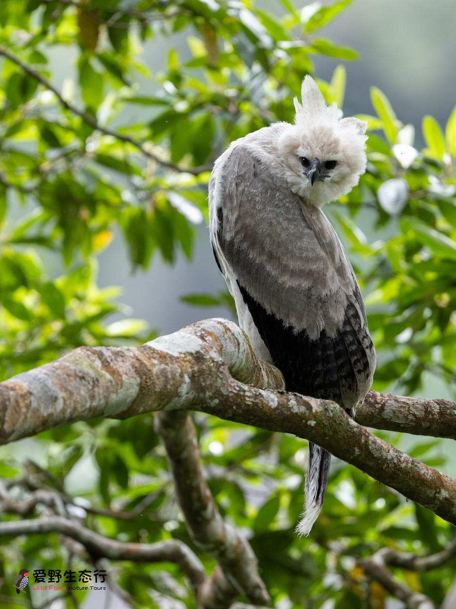 Harpy Eagle - ML623790918