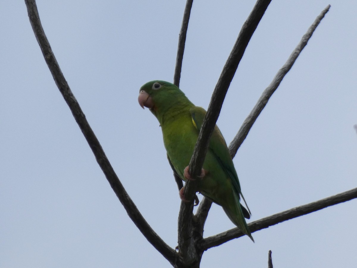 Orange-chinned Parakeet - ML623790919