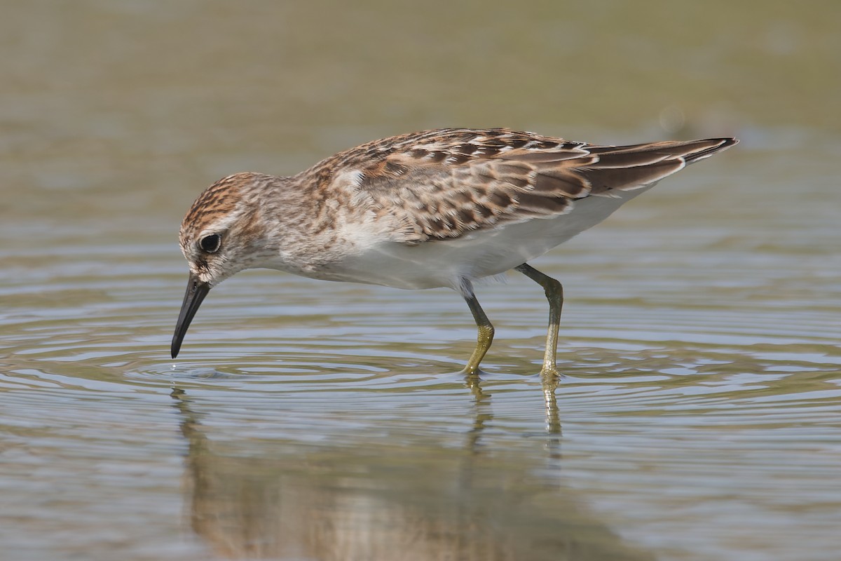 Wiesenstrandläufer - ML623790947