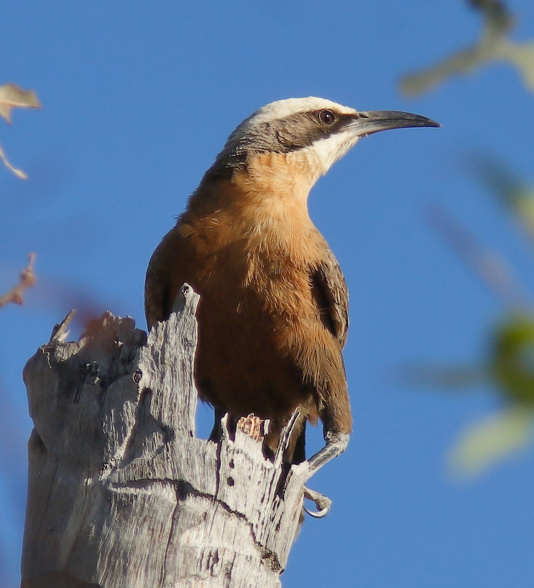 Gray-crowned Babbler - ML623790948