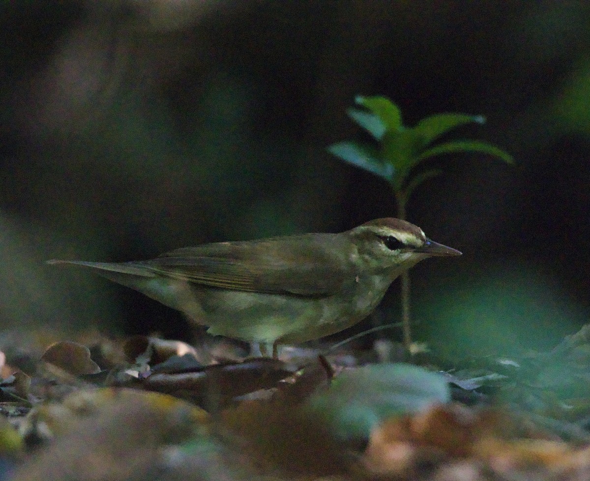 Swainson's Warbler - ML623790984