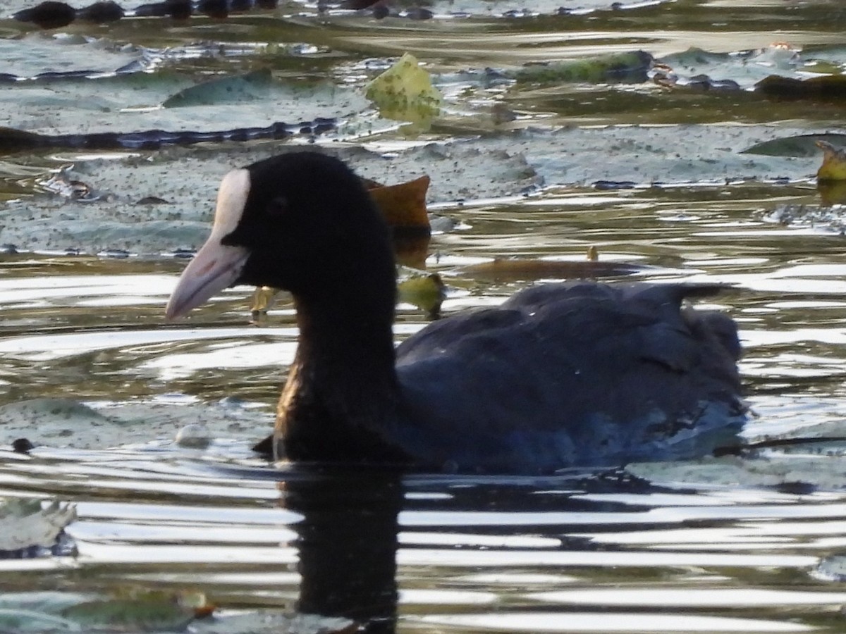 Eurasian Coot - ML623791004