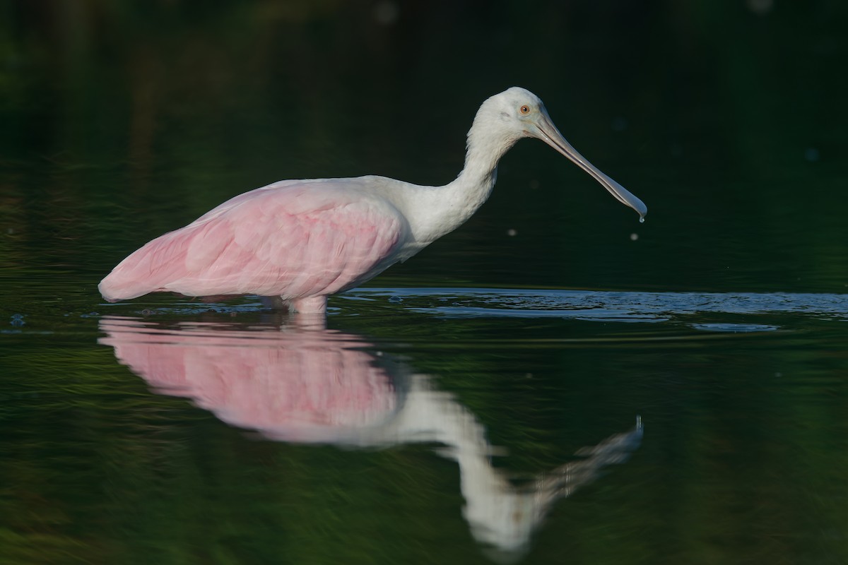 Roseate Spoonbill - ML623791028