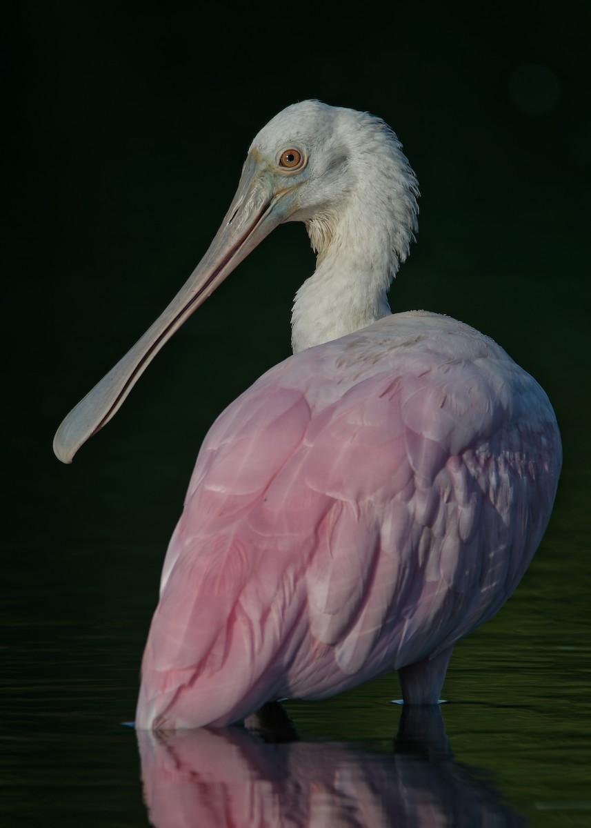 Roseate Spoonbill - ML623791029