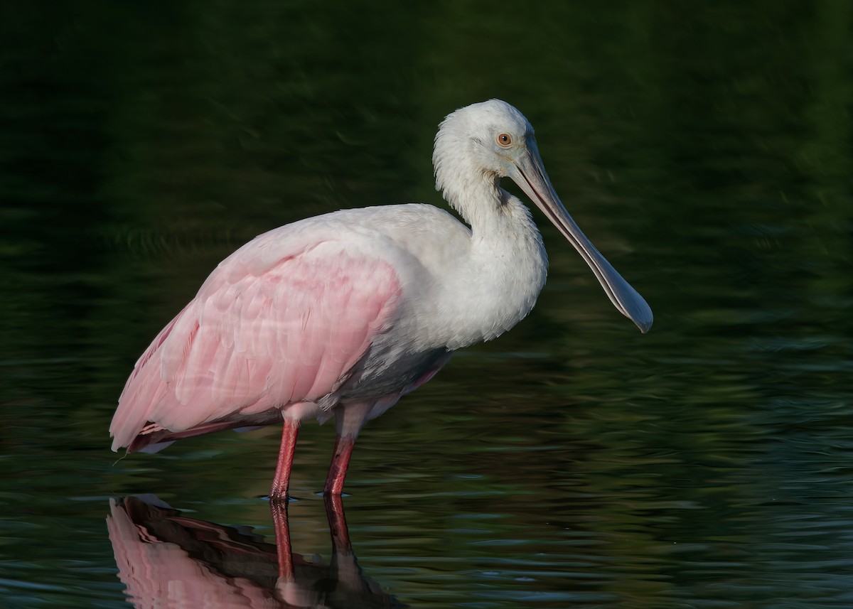 Roseate Spoonbill - Michiel Oversteegen