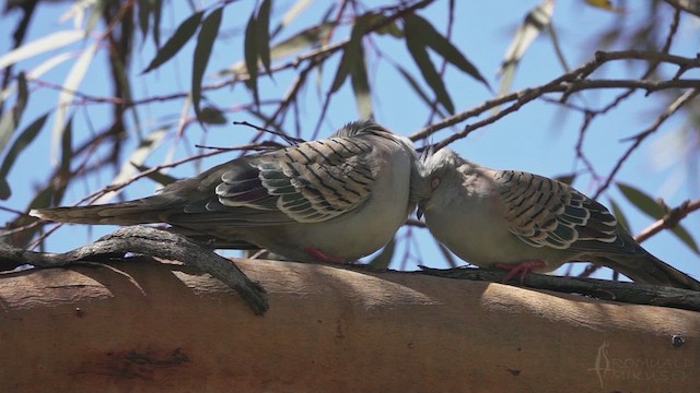 Crested Pigeon - ML623791068