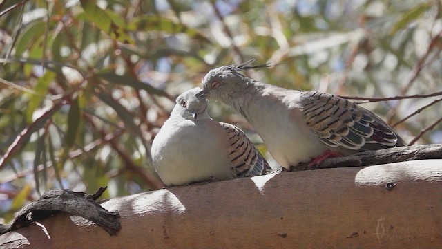 Crested Pigeon - ML623791070