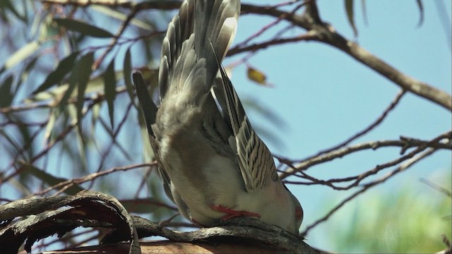 Crested Pigeon - ML623791073