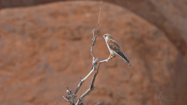 Nankeen Kestrel - ML623791077