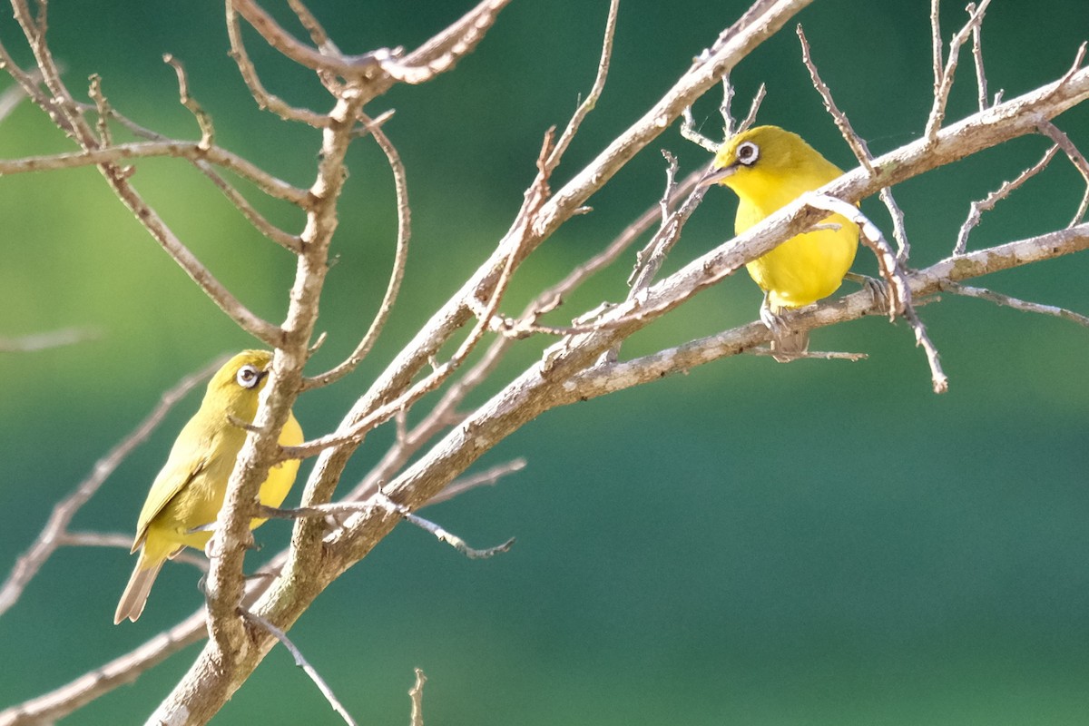 Lemon-bellied White-eye - ML623791150