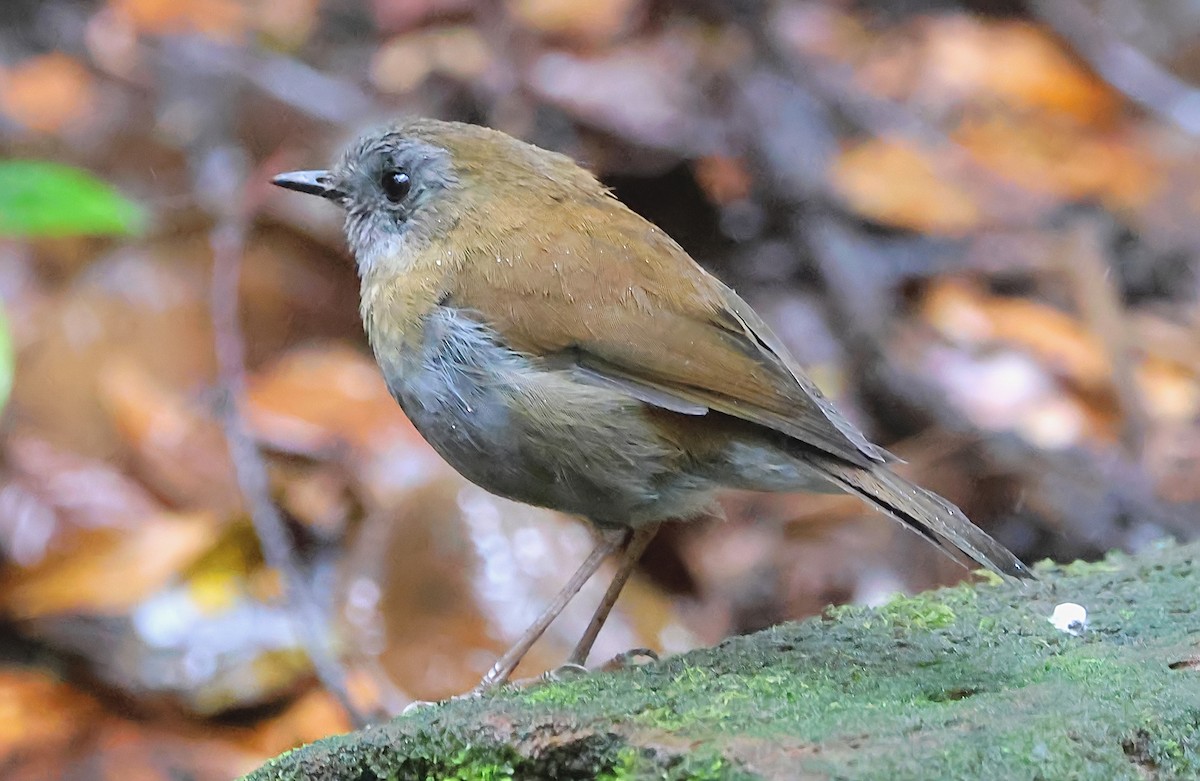 Black-billed Nightingale-Thrush - ML623791187