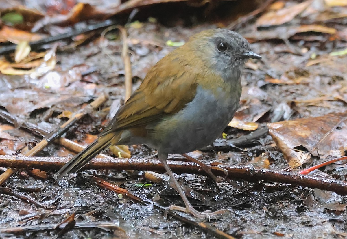 Black-billed Nightingale-Thrush - ML623791188