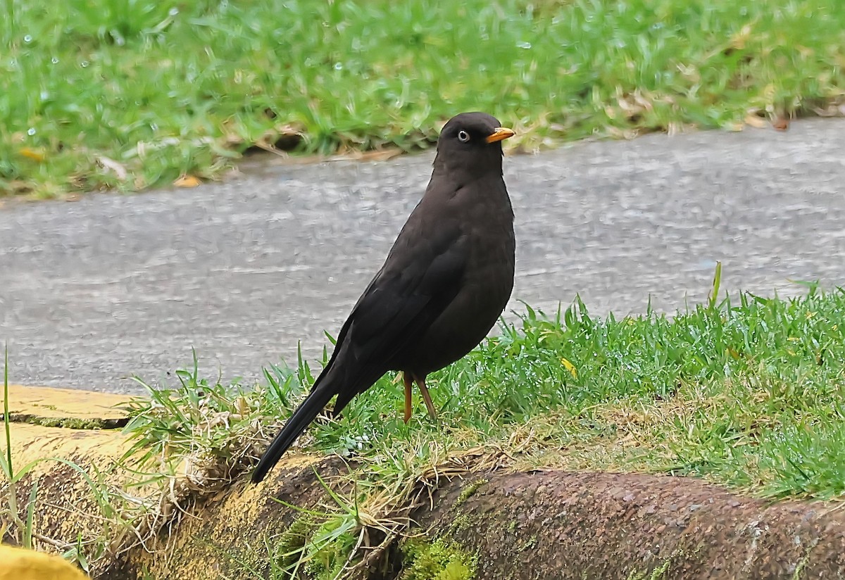 Sooty Thrush - Gareth Hughes