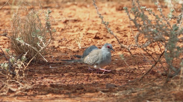 Diamond Dove - ML623791195