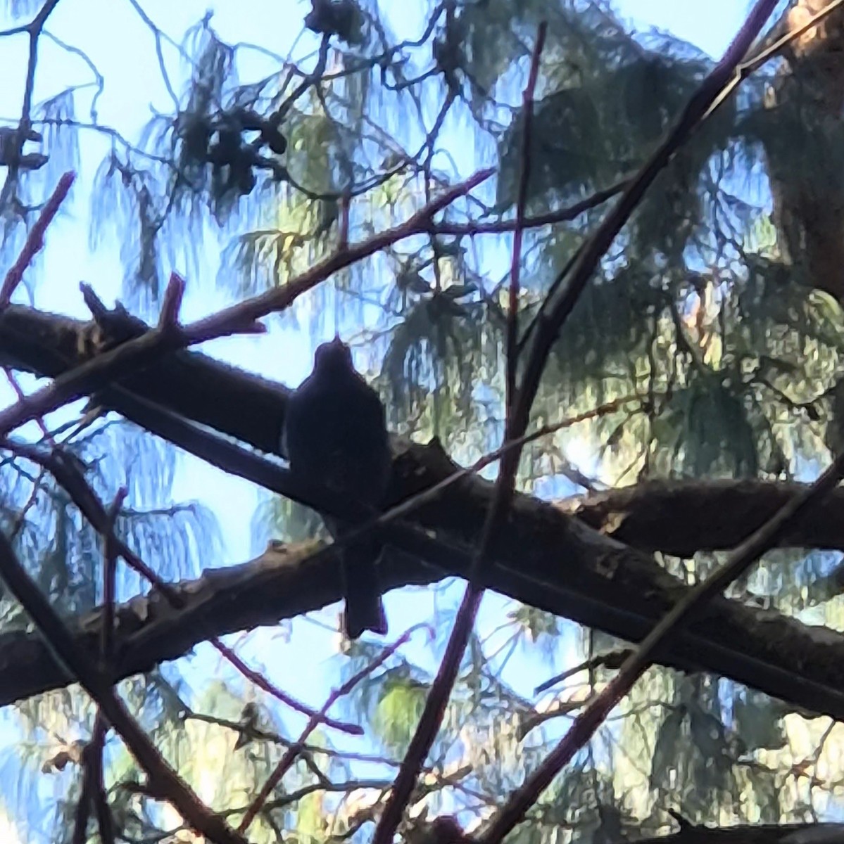 Nilgiri Flycatcher - ML623791211