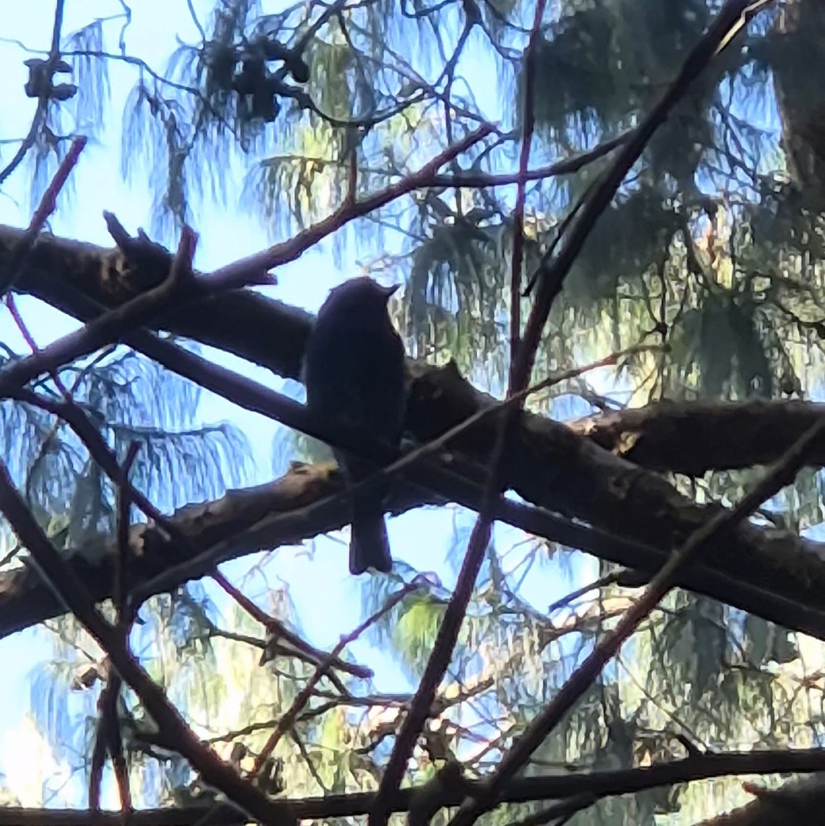 Nilgiri Flycatcher - ML623791212