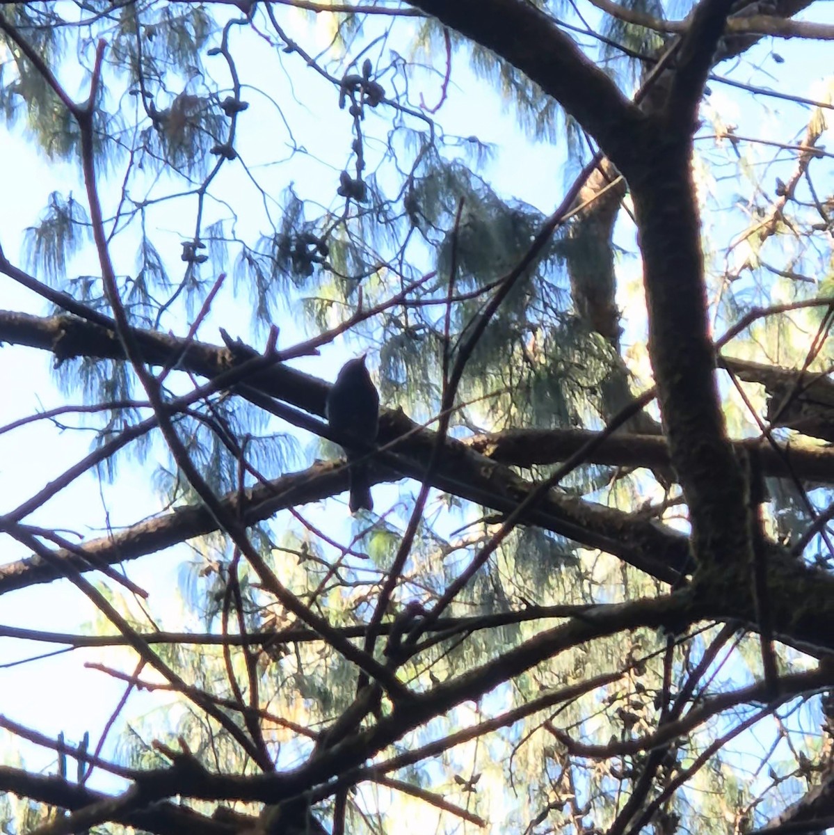 Nilgiri Flycatcher - ML623791214