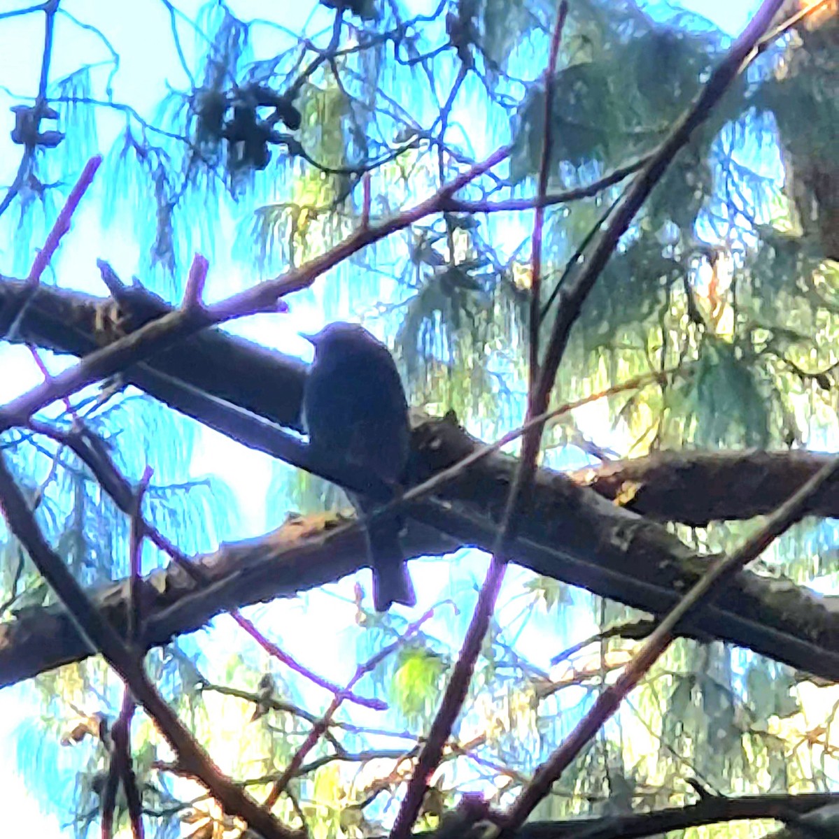 Nilgiri Flycatcher - ML623791217