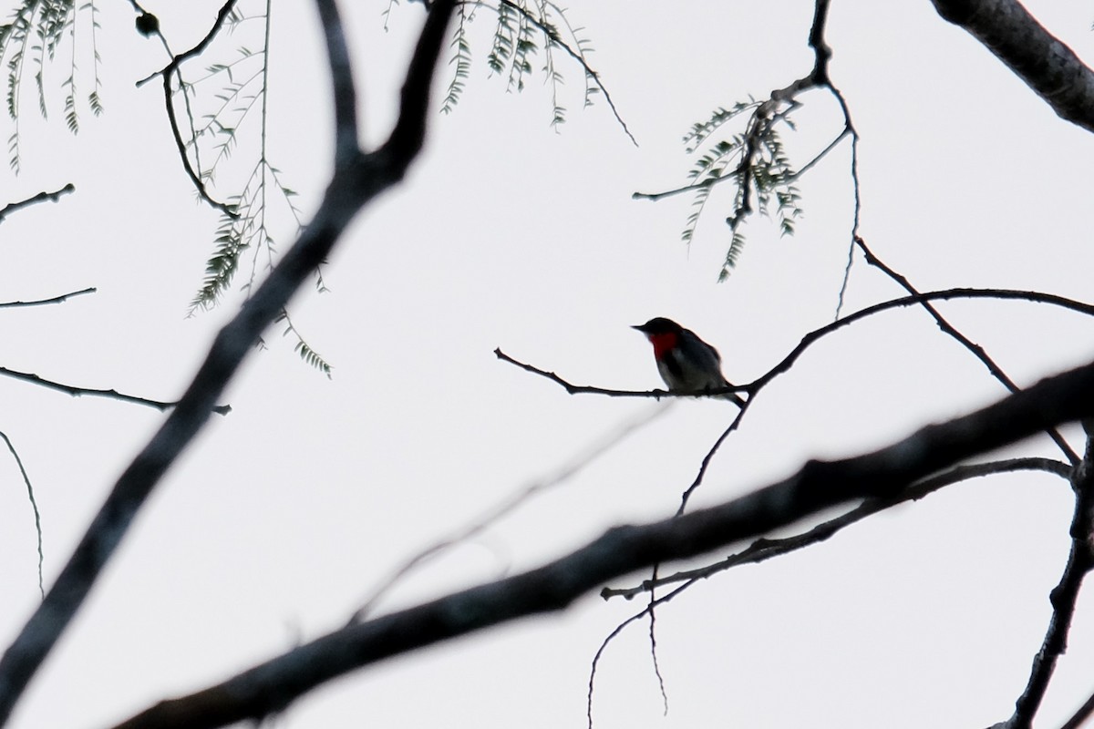 Gray-sided Flowerpecker - ML623791231