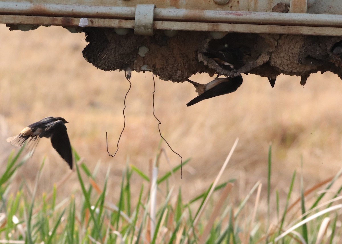 South African Swallow - ML623791260