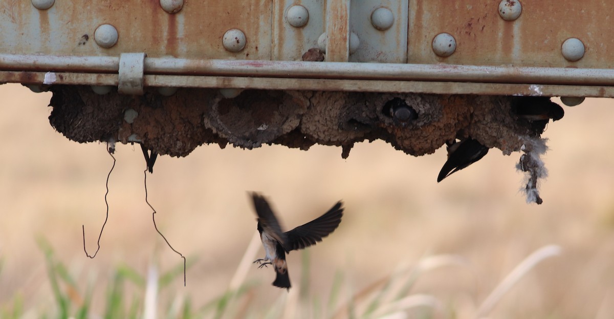 South African Swallow - ML623791261