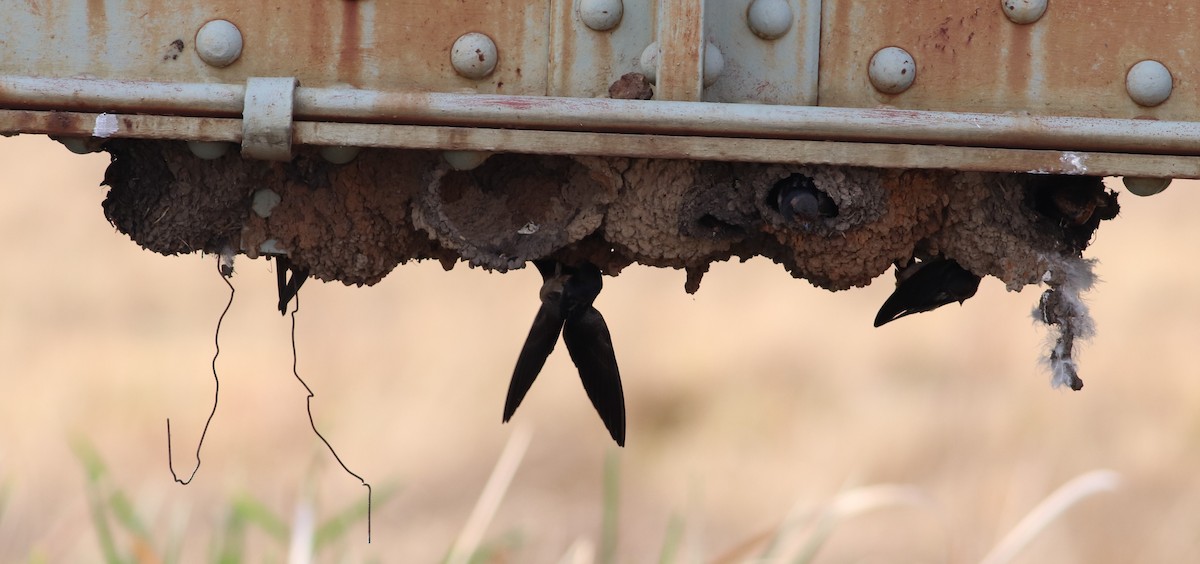 South African Swallow - ML623791262