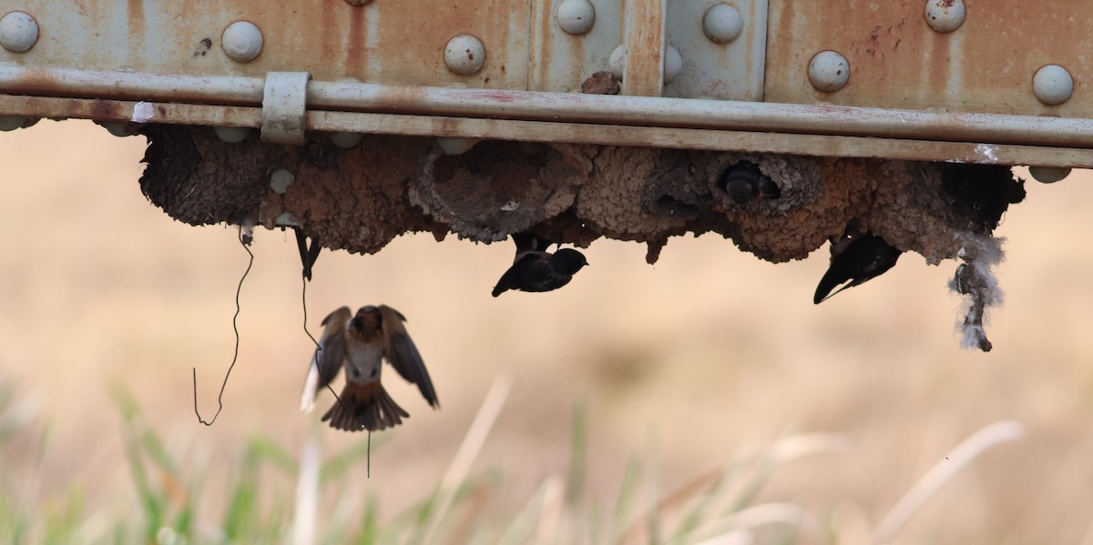 South African Swallow - ML623791264