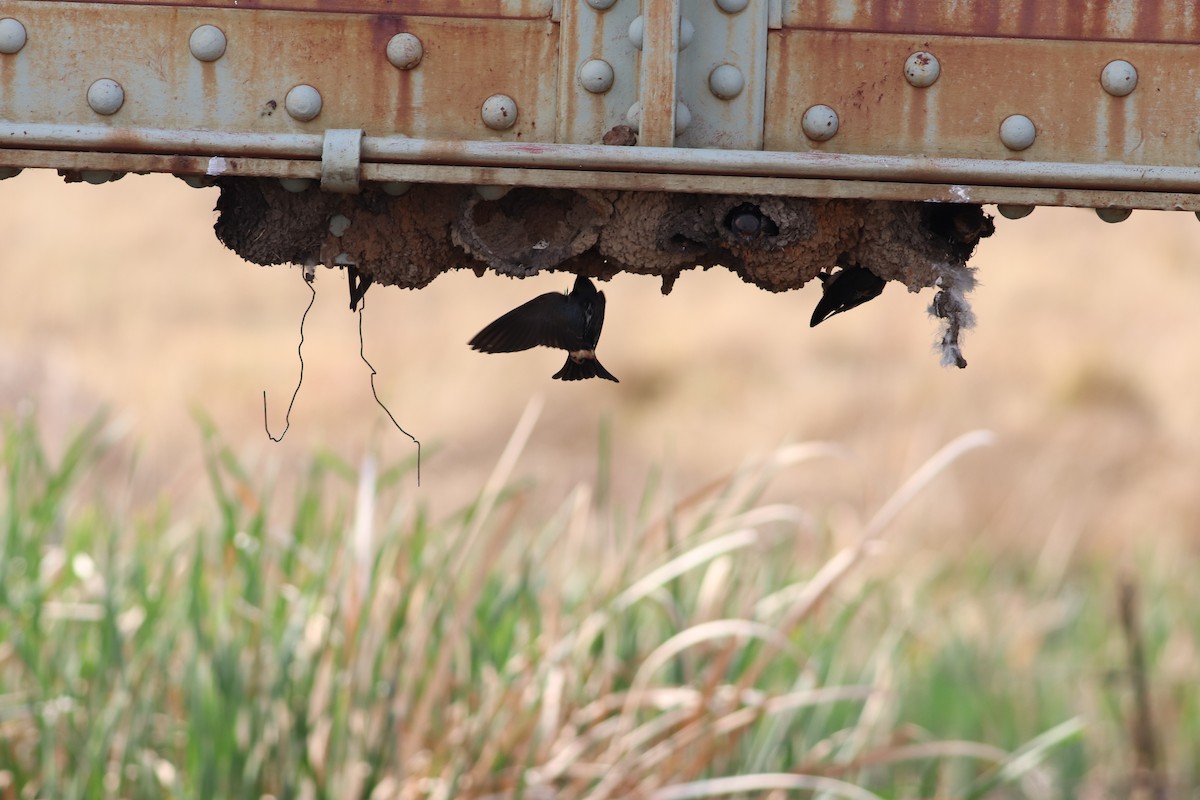 South African Swallow - ML623791265